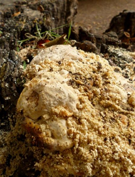 Fruiting bodies destroyed by insect borers on a beech stump at Hampstead Heath, London